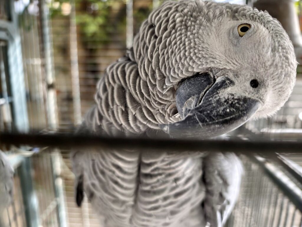 Redmi Note 15 Pro 5G Camera Performance