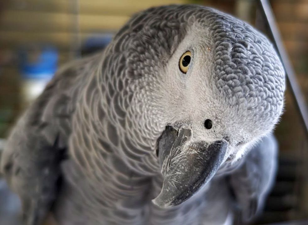 Sharp and clear portrait shots