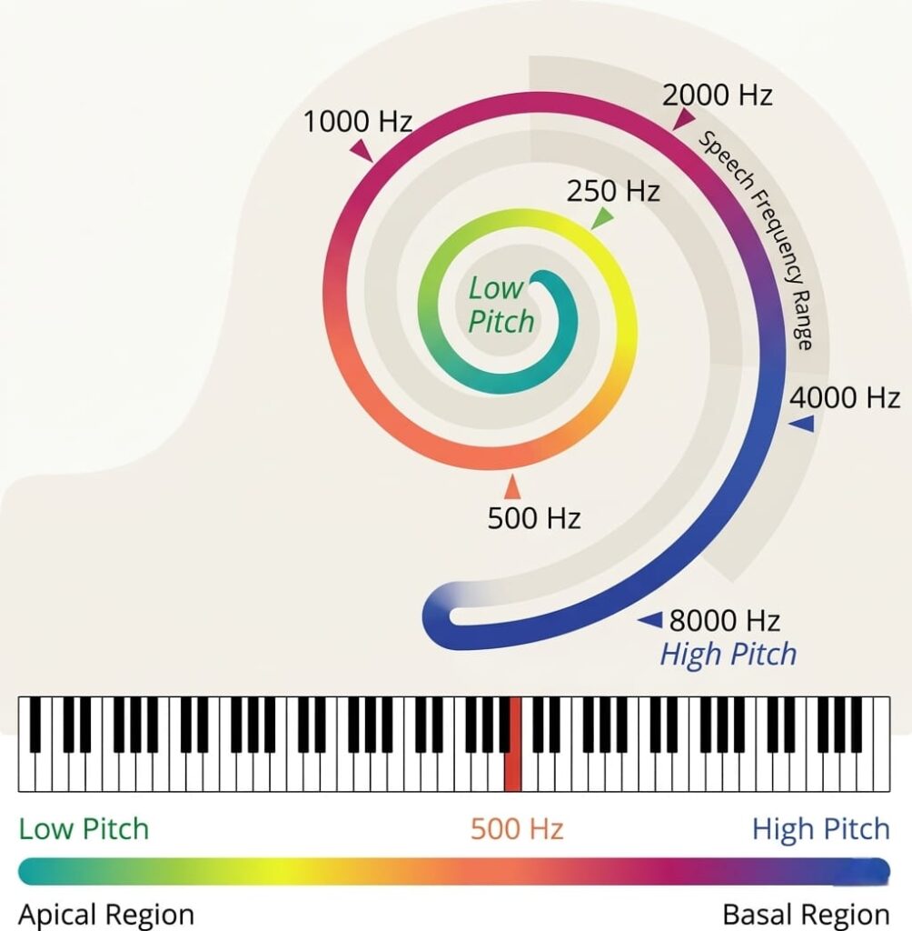 Frequency sensitivity in the cochlea