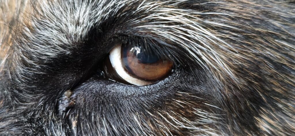 Close up detailed result