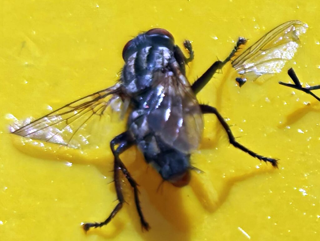 Close-Up Photography